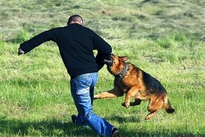Действия при нападении собак